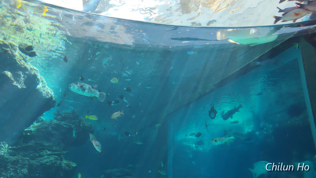 沖縄美ら海水族館